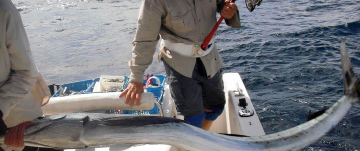 Titre 3 Pêche Passion Alt 3 pêche poisson mer espadon