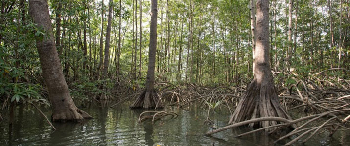 kayaklodge2alt rio kayak mangrove