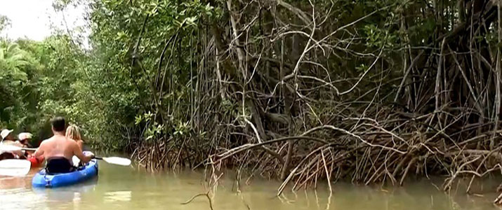 kayaklodge4alt rio kayak mangrove