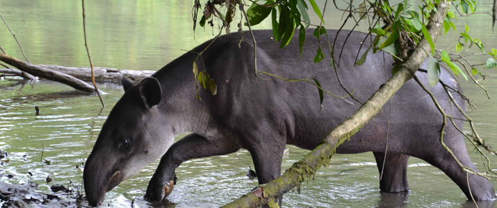 Osa Services 4 Osa Services 4 Alt tapir