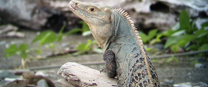 Surcos Tours 2 Surcos Tours 2 Alt iguane