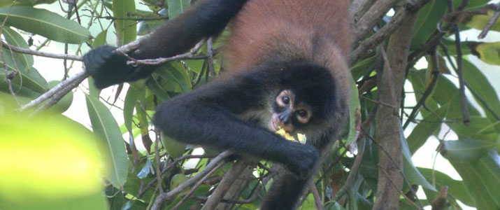 Surcos Tours 4 Surcos Tours 4 Alt singe