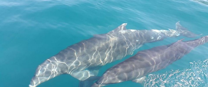 Titre 2 Dolphin Tour Alt 2 baleine dauphin mer bateau