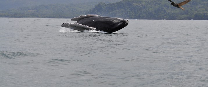 Titre 4 Dolphin Tour Alt 4 baleine baleine mer bateau