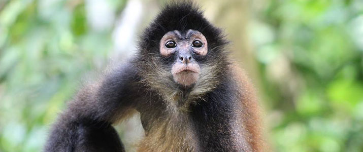 Sierpe Azul Sierpe Azul singe