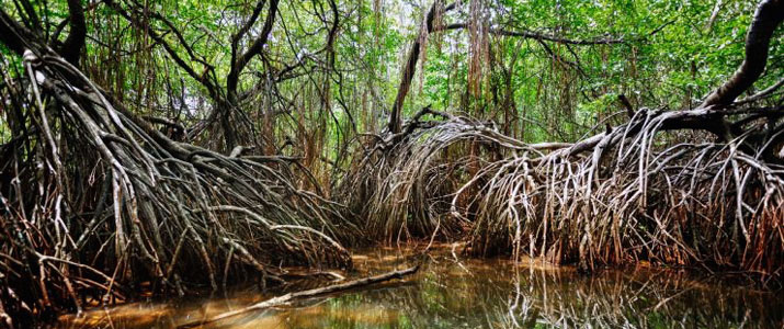 Perla del Sur 2 Perla del Sur 2 Alt mangrove