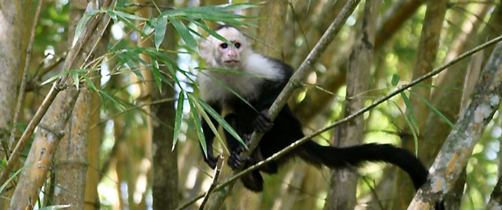 Perla del Sur 4 Perla del Sur 4 Alt singe