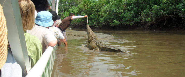 Jungle Crocodile Safari Jungle Crocodile Safari crocodile