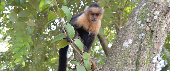 Hacienda Nosavar Hacienda Nosavar singe