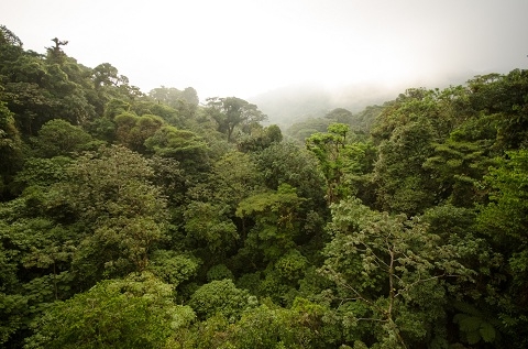 Forêt nuageuse de Monteverde Régions du pays, régions du costa rica à ne pas rater, plus beaux sites touristiques,