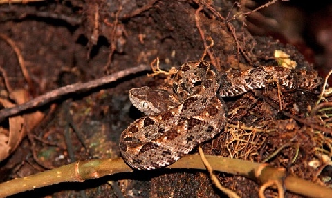 Serpent Fer de Lance camping danger, animaux dangereux, dormir à la belle étoile, liberté, campervan,