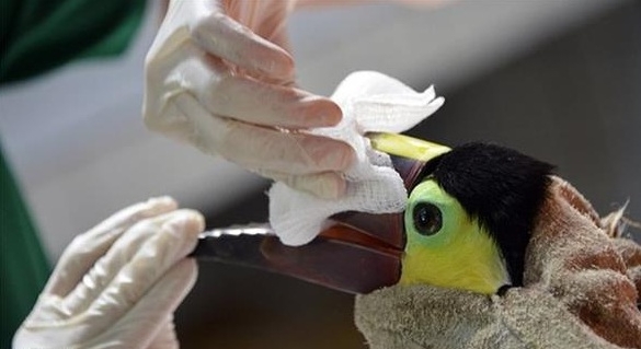 Toucan bléssé bénévolat, faune, animaux, protection de l'environnement, démarches, refuge, tortues, fermes
