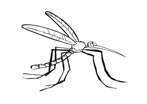 Moustique Moustique, piqûre, chikungunya, dengue, soins, protection