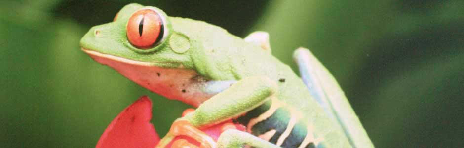 Grenouille Grenouille
