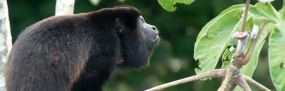 Singe Hu Singe Hurleur