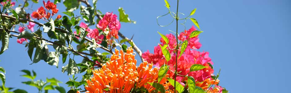 Nature Flore Nature Flore