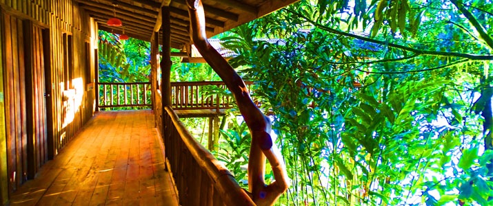Pedacito de Cielo - Couloir terrasse Pedacito de Cielo Boca Tapada Cabinas en Bois sur piloti Jungle Couloir Terrasse Verdure