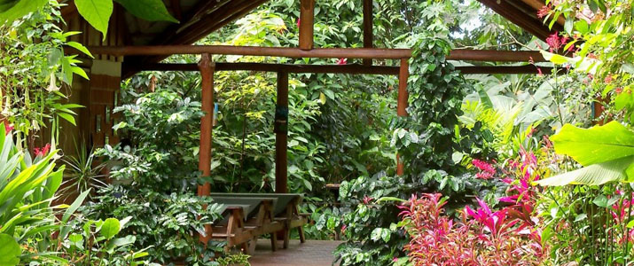 Arenal Oasis Ecolodge - Jardin Arenal Oasis Ecolodge La Fortuna Volcan Jungle Luxuriante Jardin