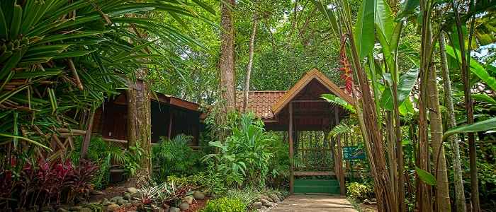 Pachira Lodge - Jardin Pachira Lodge Tortuguero jardin bois nature