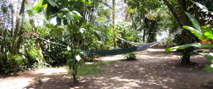 Aracari hamacs dans le jardin Aracari hamacs dans le jardin