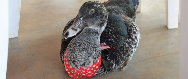 Flor y Bambu Glampling Canard Flor y Bambu Guanacaste Playa Grande Glampling Canard