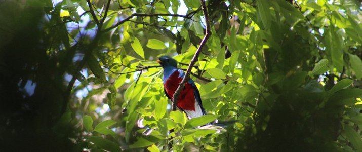 Talamanca Reserve - Oiseau Talamanca Reserve san isidro del general san gerardo de rivas oiseau coloré bleu rouge jungle verdure