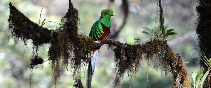 Cabinas Miriam's Quetzals - Quetzal Cabinas Miriam's Quetzals San Isidro del General San Gerardo de Dota Chirripo Montagne Oiseaux Quetzal Ornithologie