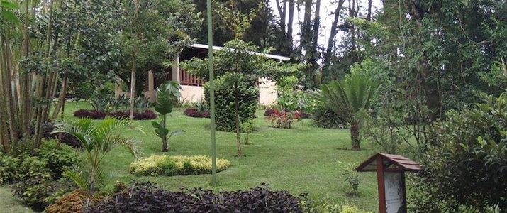 Los Pinos - Cabinas y Jardines - Jardin tropical Los Pinos Cabinas y Jardines Monteverde Santa Elena Rainforest Forêt de Nuages Jardin Tropical