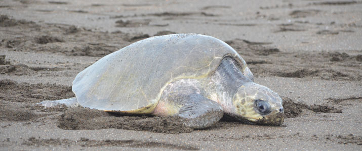 Ostional Turtle Lodge tortue Ostional Turtle Lodge tortue