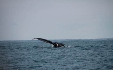 Saison des baleines Saison des baleines juillet océan mer