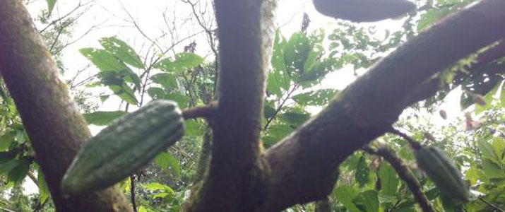 Rainforest Chocolate Tour plantation cacao