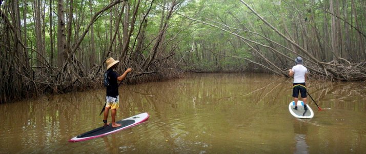 Pargos Adventures - Stand-Up Paddle mangrove