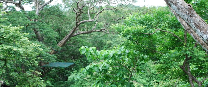 Pinilla Canopy Tour - Plateforme Pinilla Canopy Tour - Plateforme