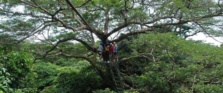 Pinilla Canopy Tour - Plateforme et Cimes