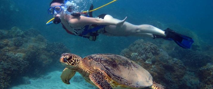 Snuba Costa Rica Tortue Snuba Costa Rica Tortue