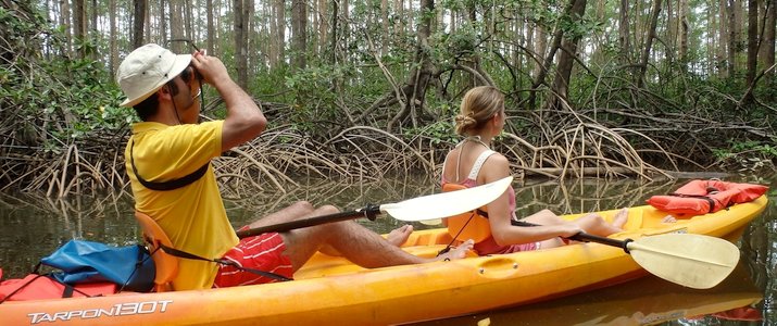 Kayak mangrove observation d'oiseau d'animaux dominical costa rica