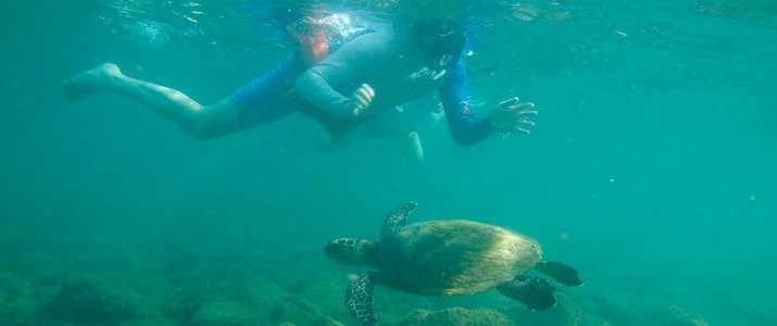 Snorkeling pacifique costa rica dominical tortue marino ballena