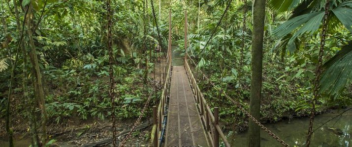 La Ceiba Bosque Primario Tours (Centro de Rescate Jaguar) - Pont suspendu La Ceiba Bosque Primario Tours (Centro de Rescate Jaguar) - Pont Suspendu jungle foret primaire