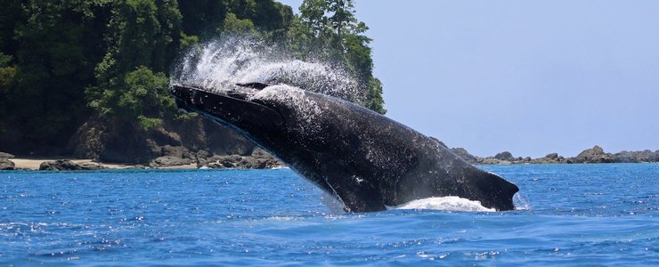 The Divine Dophin saut de baleine ocean terre jungle