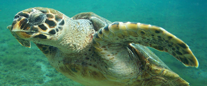 CR snorkeling tours 4 Alt tortue