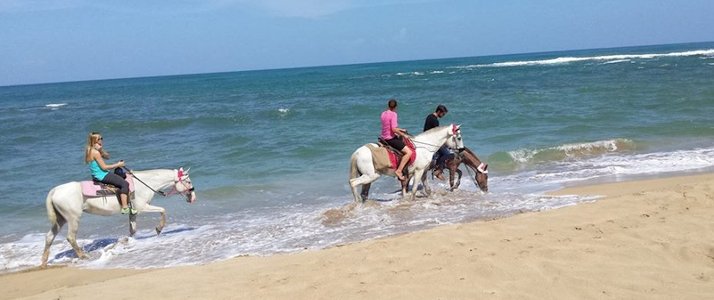 The Prancing Pony Caraïbes Sud Punta Uva Baignade à Cheval Plage Ocean