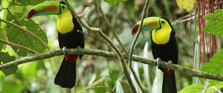 Kenry Tours Caraïbes Sud Cahuita Parc Jungle - Toucans