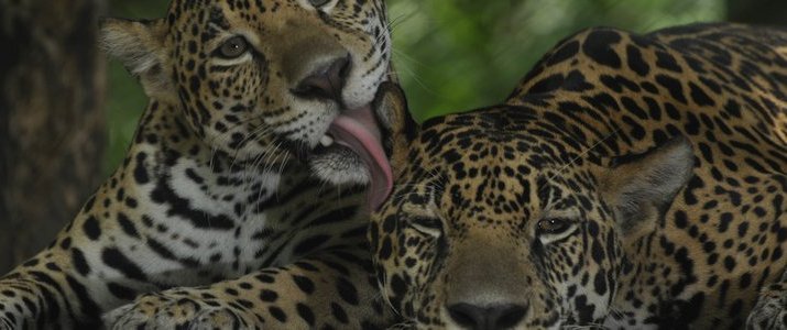 Sanctuario de Lapas NATUWA Pacifique Centre Aranjuez observation d'animaux jaguars