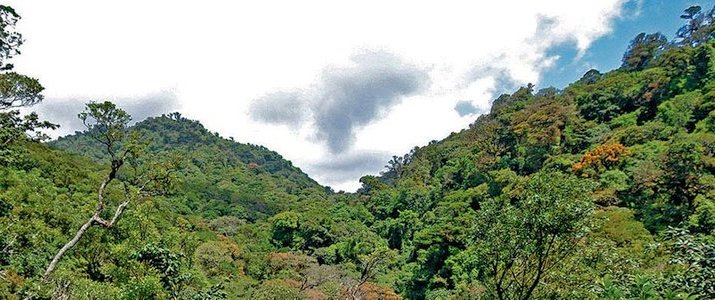 Curi-Cancha Reserve Monteverde Santa Elena Forêt de Nuages Flore