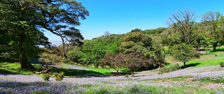 Curi-Cancha Reserve Monteverde Santa Elena Forêt de Nuages Fleurs Prairie Flore