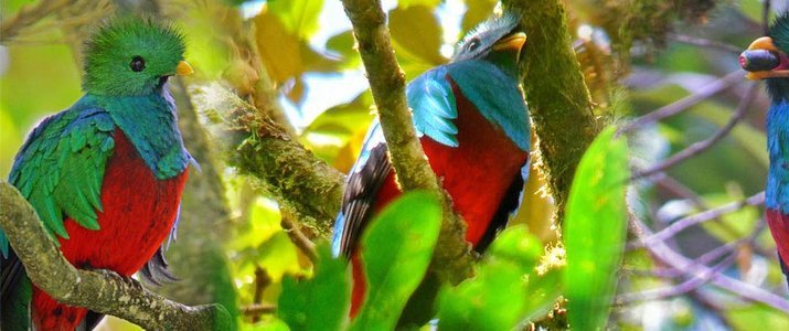 Curi-Cancha Reserve Monteverde Santa Elena Forêt de Nuages Ornithologie Quetzals Oiseaux faune flore