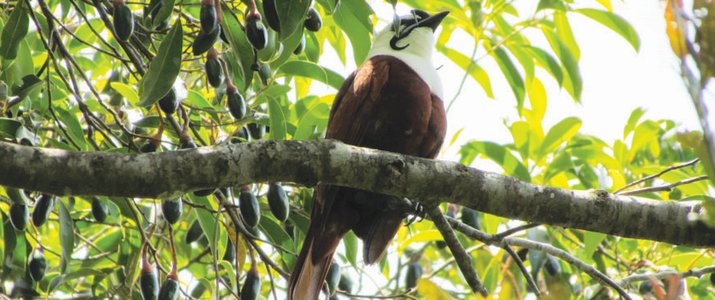 Santuario Ecologico Ecological Sanctuary Monteverde Santa Elena Rain Forest Forêt de Nuages Oiseau Araponga tricaronculé