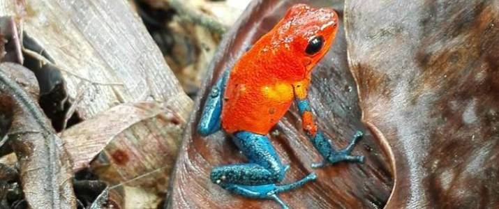 Frog's Paradise Bijagua bluejean