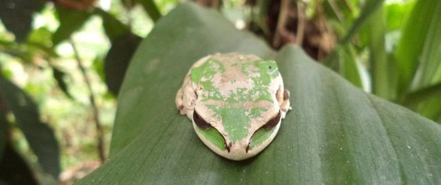 Frog's Paradise Bijagua Reptile Serpent