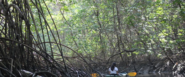 Aventuras Tropicales kayak mangrove